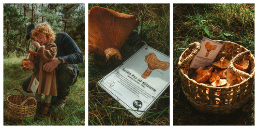 Mushroom Foraging Armidale