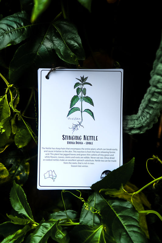 Australian Nature Cards - Pine Forest Edition