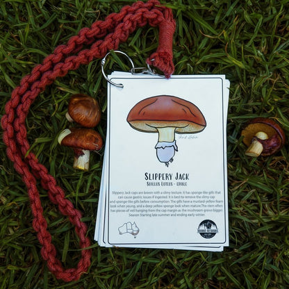 Australian Nature Cards - Pine Forest Edition