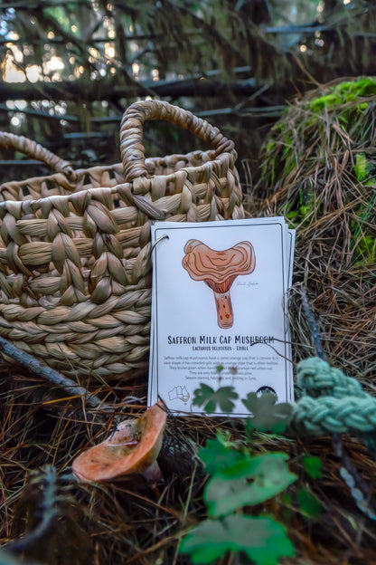 Australian Nature Cards - Pine Forest Edition