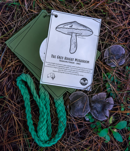 Australian Nature Cards - Pine Forest Edition