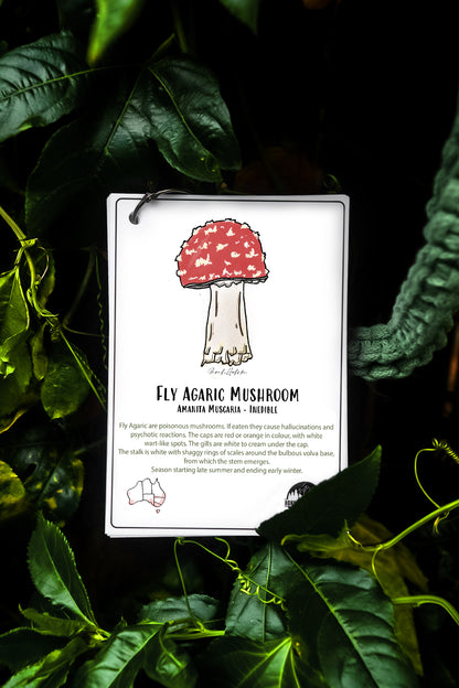 Australian Nature Cards - Pine Forest Edition