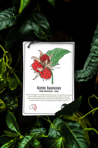 Australian Nature Cards - Pine Forest Edition