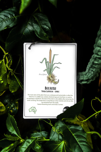 Australian Nature Cards - Pine Forest Edition