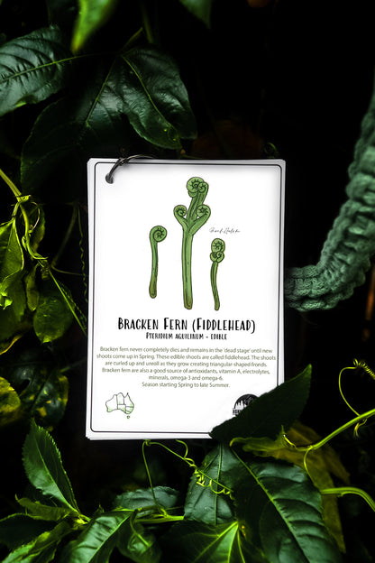Australian Nature Cards - Pine Forest Edition
