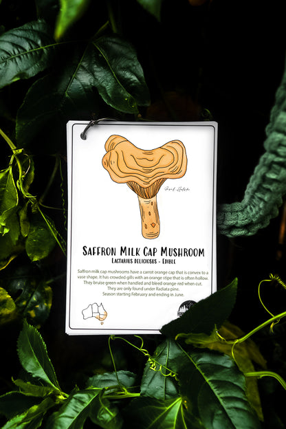 Australian Nature Cards - Pine Forest Edition
