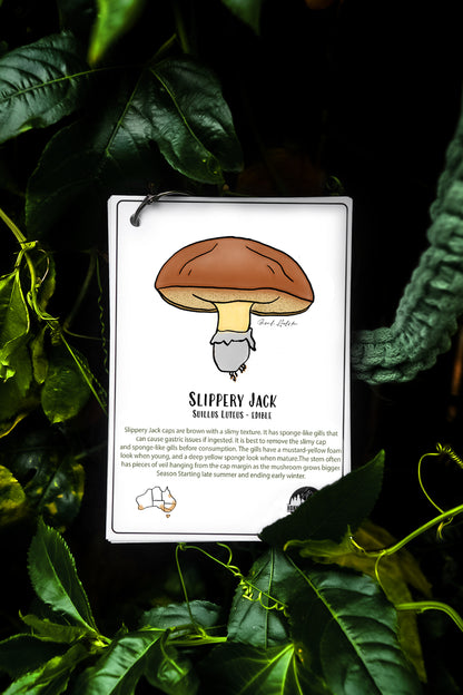 Australian Nature Cards - Pine Forest Edition