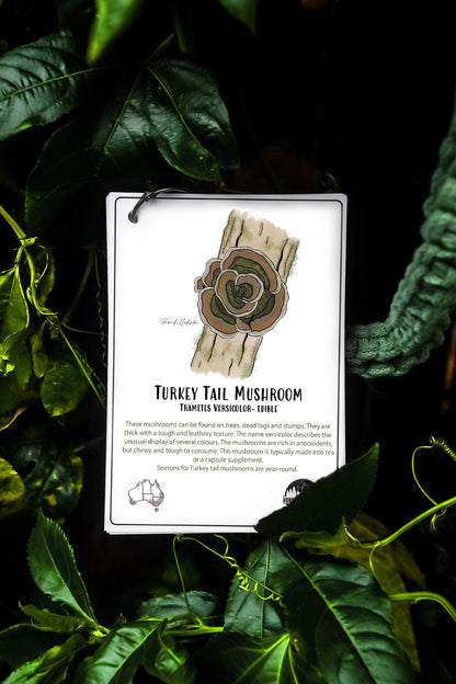 Australian Nature Cards - Pine Forest Edition